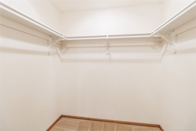 walk in closet with carpet flooring