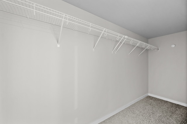 spacious closet featuring carpet flooring