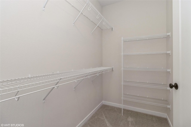 spacious closet featuring carpet flooring