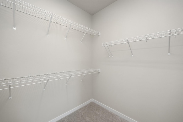 walk in closet with carpet flooring