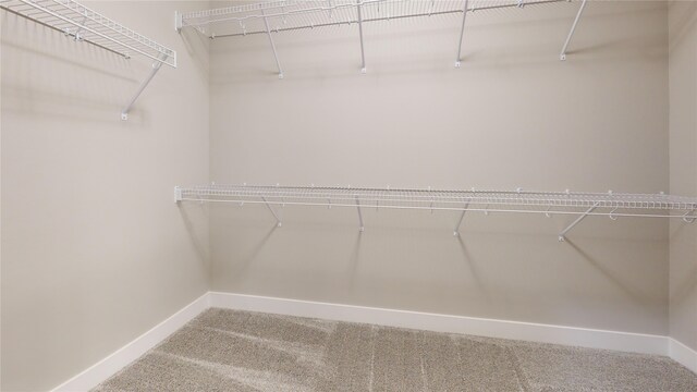 spacious closet featuring carpet