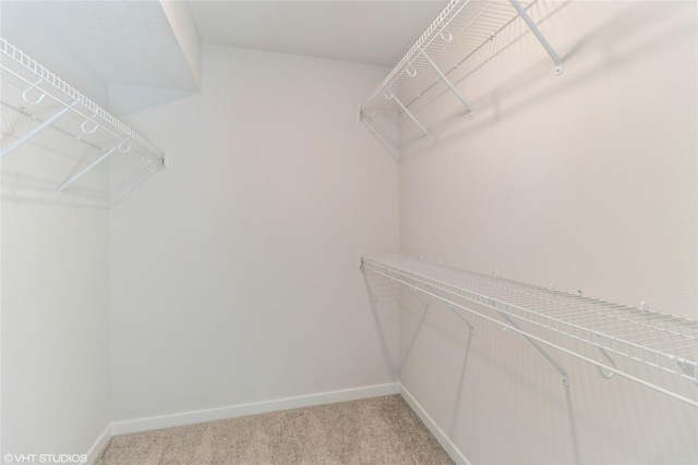 walk in closet with carpet flooring