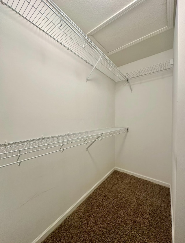 spacious closet featuring carpet floors