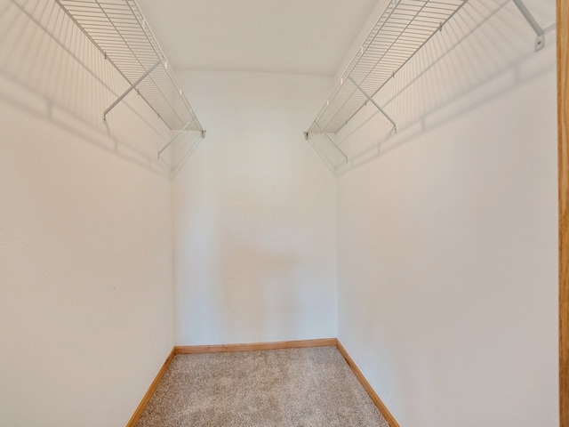 walk in closet featuring carpet