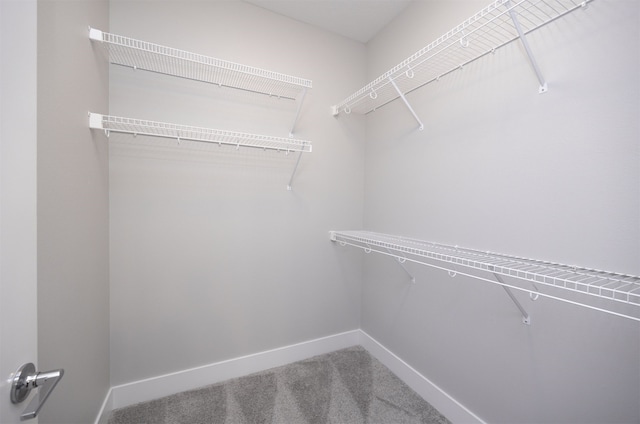 spacious closet featuring carpet floors