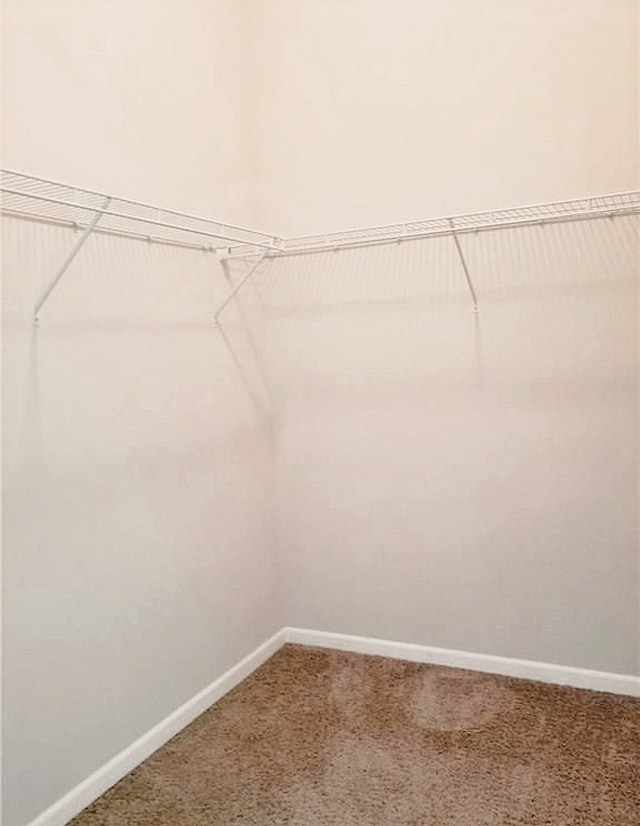 spacious closet featuring carpet flooring