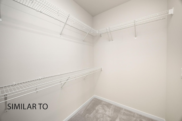 walk in closet featuring carpet flooring