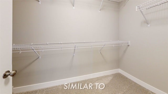 spacious closet featuring carpet floors