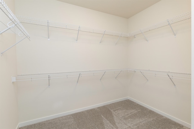 walk in closet with carpet floors