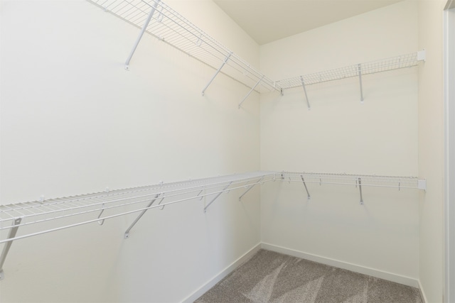 walk in closet featuring carpet flooring