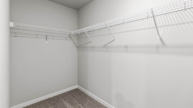 walk in closet with carpet flooring