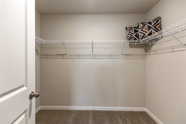 spacious closet featuring carpet