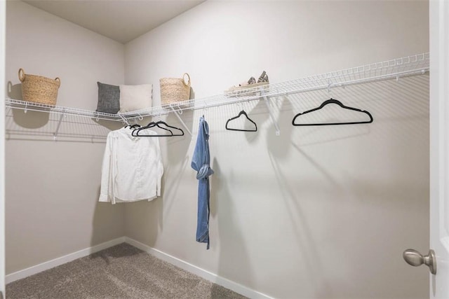 walk in closet with carpet flooring