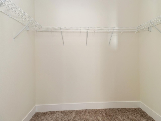 walk in closet with carpet flooring