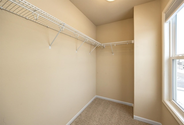 spacious closet featuring carpet