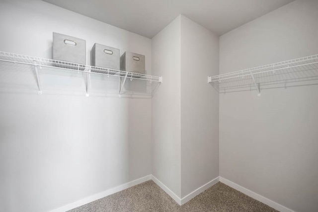 spacious closet featuring carpet floors