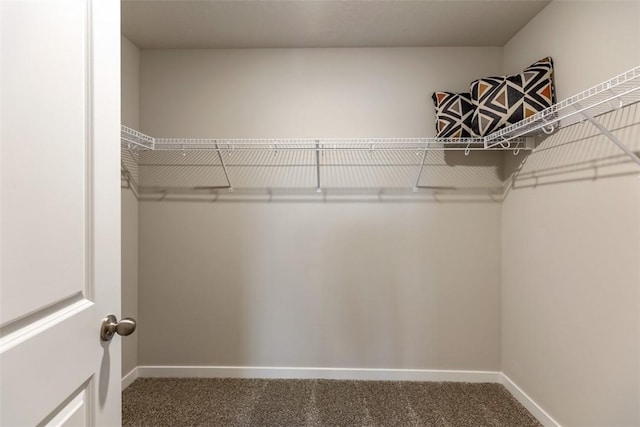 walk in closet with carpet flooring