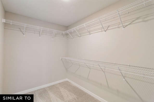 spacious closet featuring carpet flooring