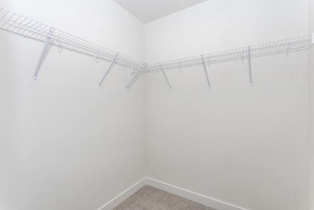 walk in closet featuring carpet