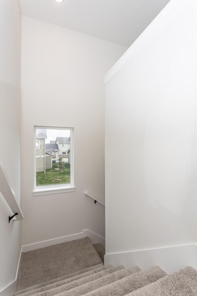 staircase featuring carpet floors