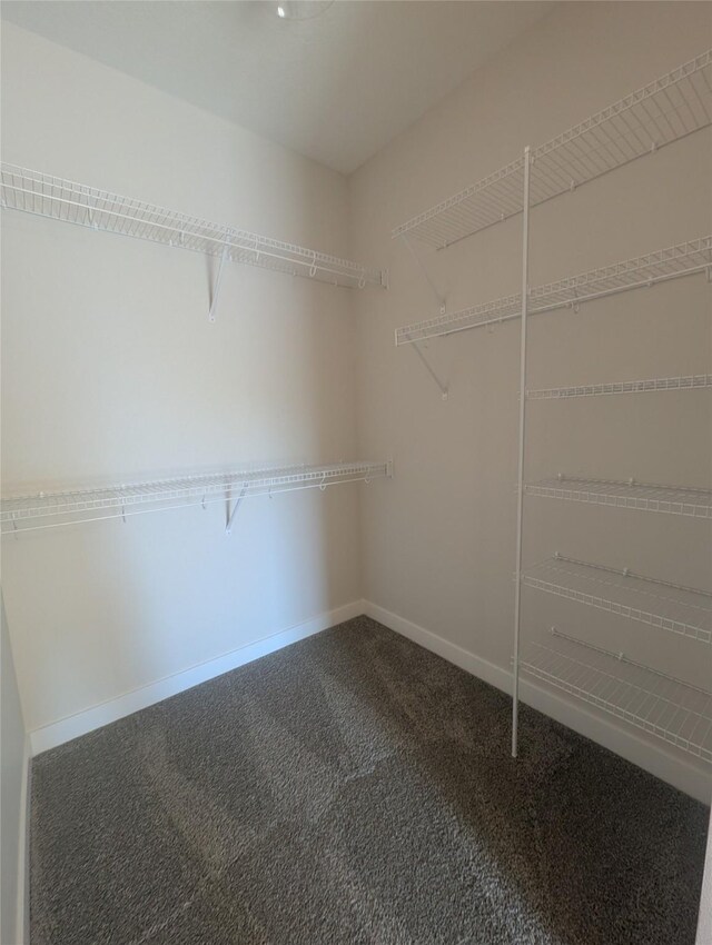 walk in closet with carpet floors