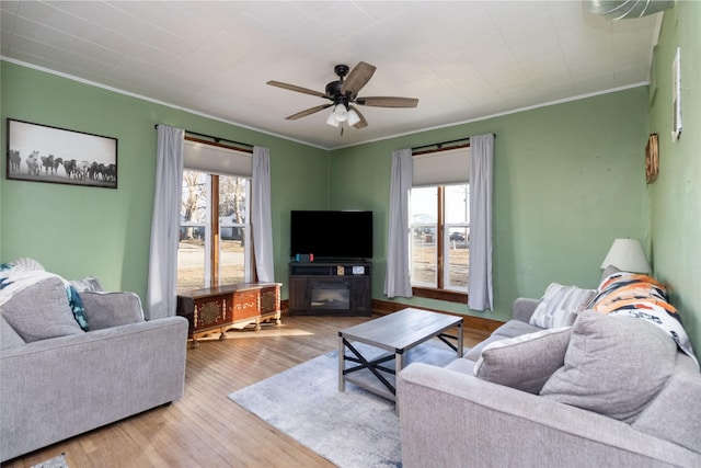 living room featuring ceiling fan, ornamental molding, and light wood-type flooring