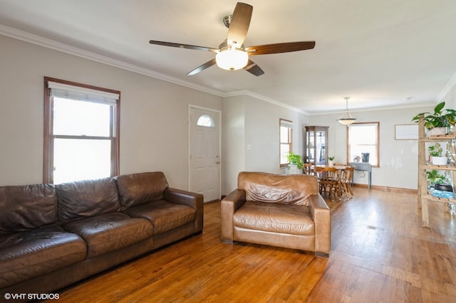 living room with crown molding, ceiling fan, and light hardwood / wood-style floors