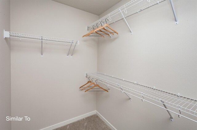 walk in closet featuring carpet floors