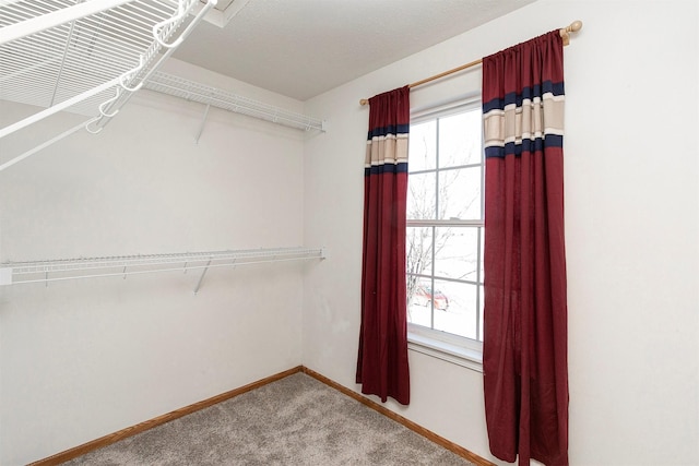 walk in closet with carpet floors