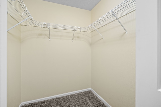 spacious closet featuring carpet