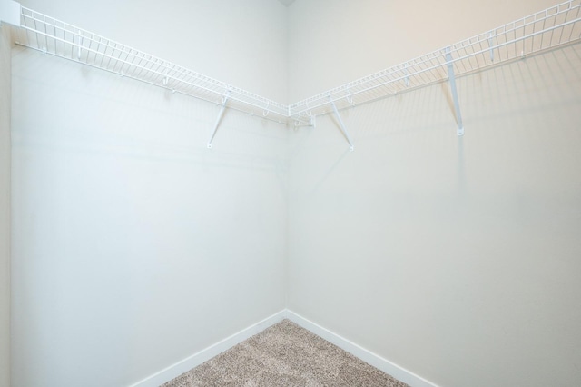 spacious closet featuring carpet floors