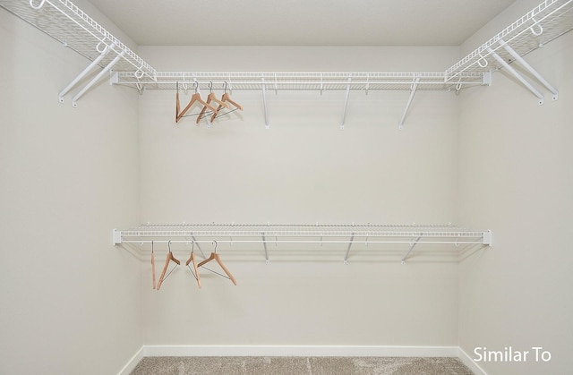 spacious closet featuring carpet
