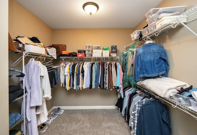 walk in closet featuring carpet flooring