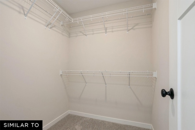 spacious closet featuring carpet floors