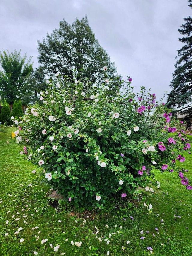 view of nature