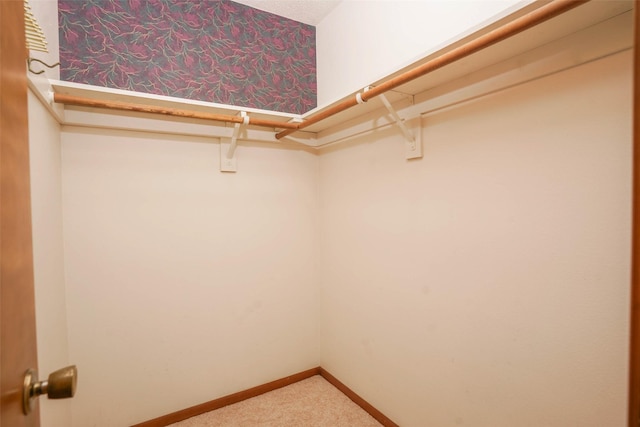 spacious closet featuring carpet