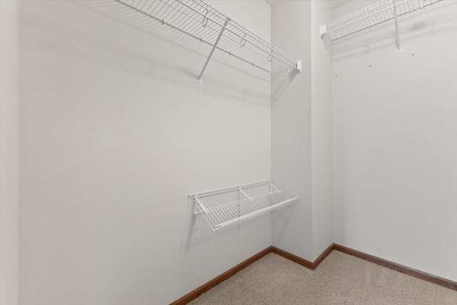 walk in closet featuring carpet flooring