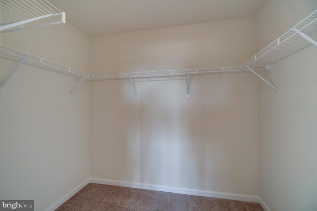 walk in closet featuring carpet flooring