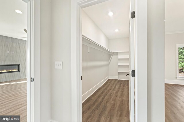 spacious closet featuring dark hardwood / wood-style floors and ceiling fan