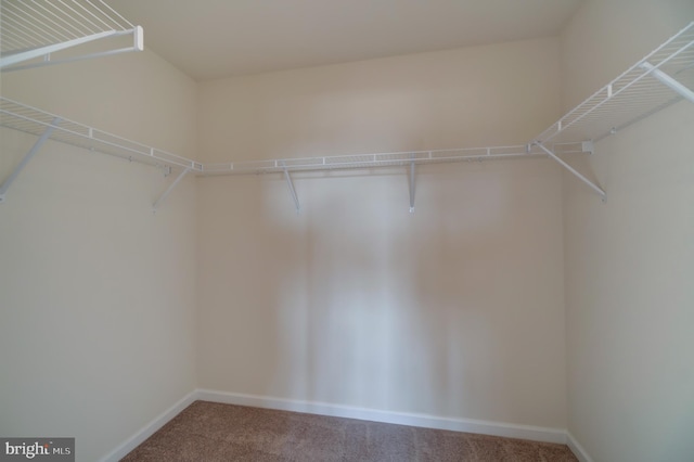 spacious closet featuring carpet flooring