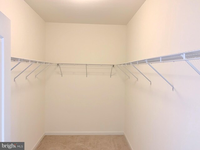 walk in closet featuring carpet