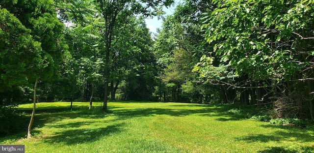 view of local wilderness