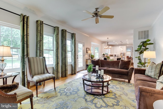 living room featuring ornamental molding, a healthy amount of sunlight, ceiling fan with notable chandelier, and light wood-type flooring