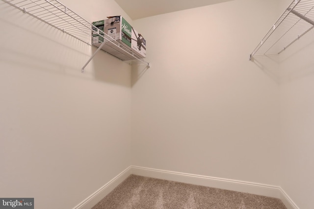 spacious closet featuring carpet