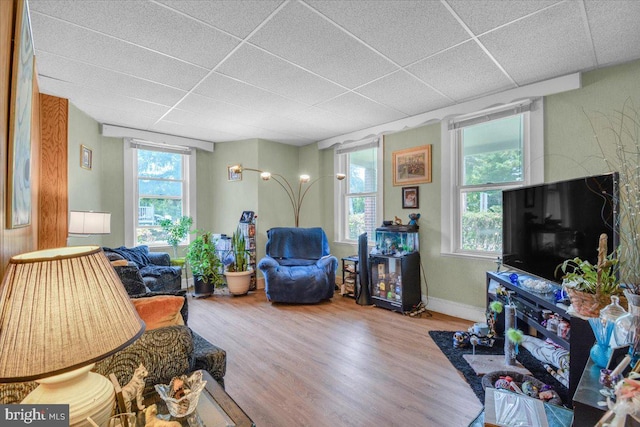 living room featuring a paneled ceiling, light wood-type flooring, and a wealth of natural light