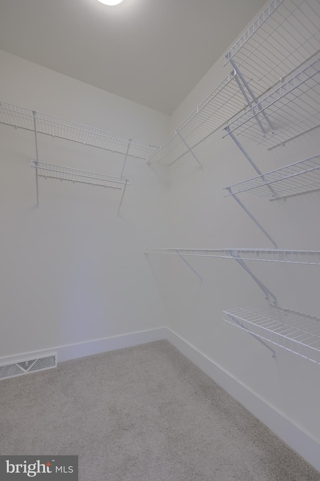 walk in closet featuring carpet floors