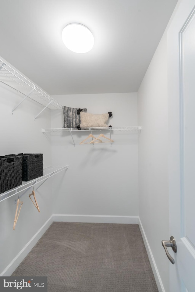 walk in closet with carpet flooring