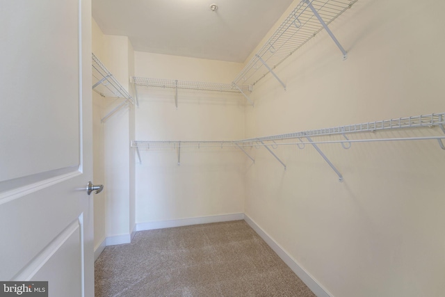 walk in closet featuring carpet floors