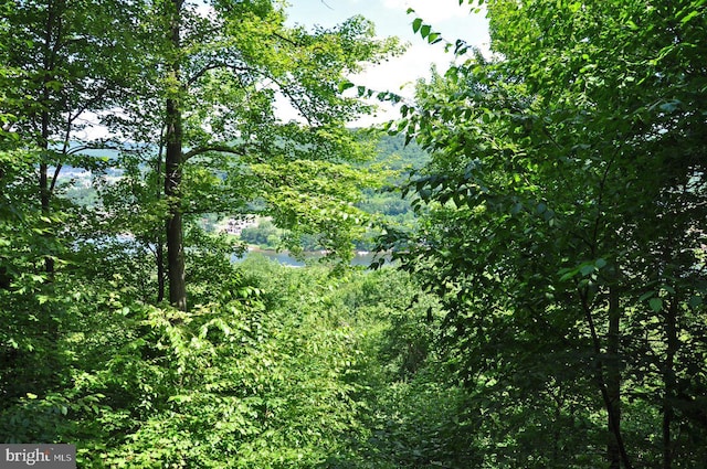 view of local wilderness