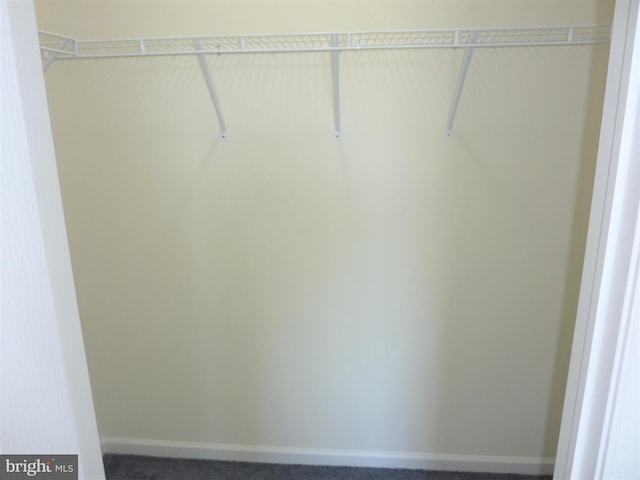 spacious closet featuring carpet flooring